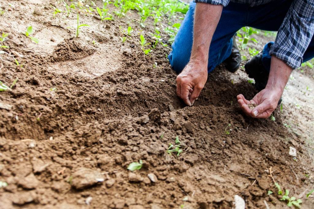 Farmer planting seeds